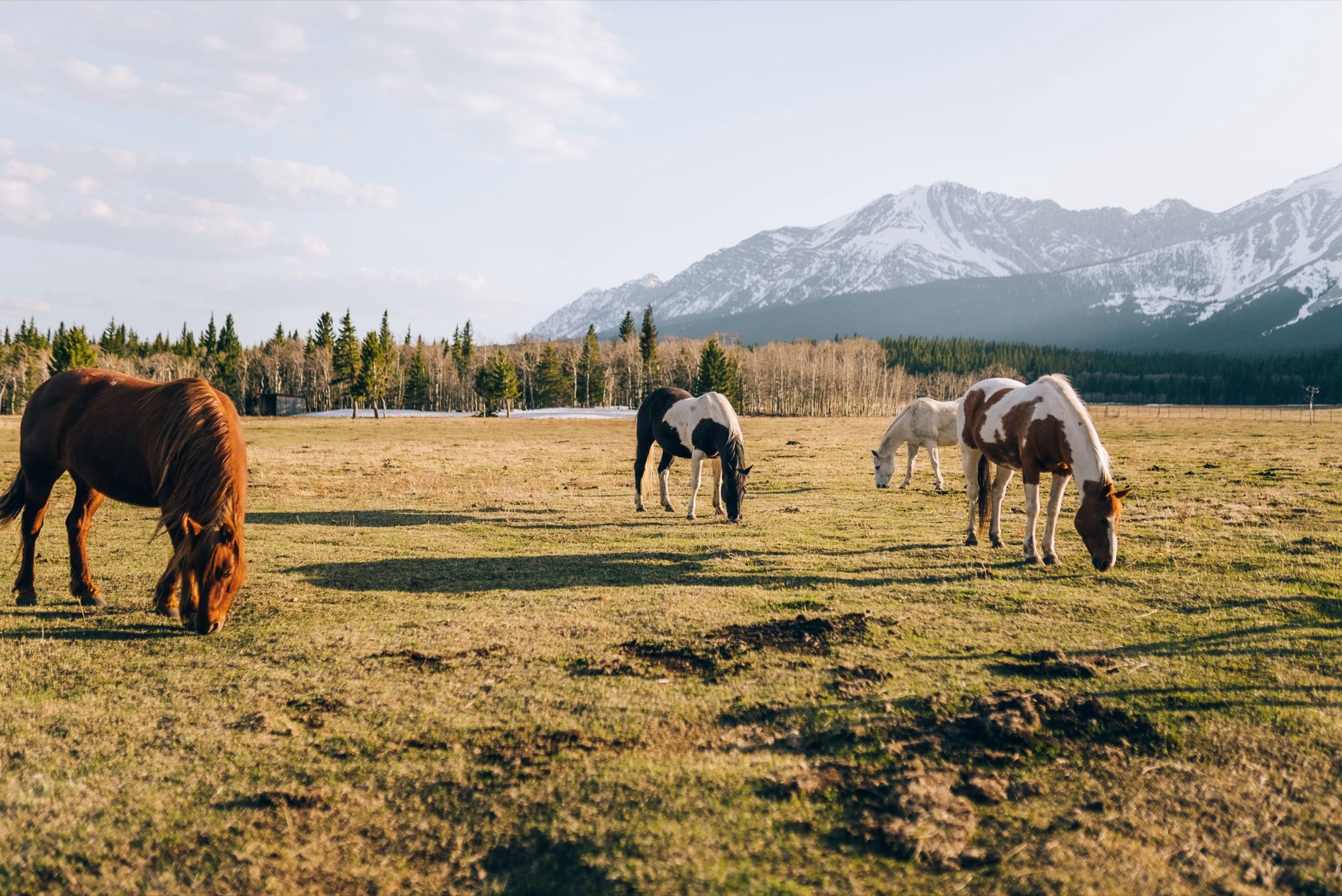 Horses grazing in an open pasture below snow-capped mountains